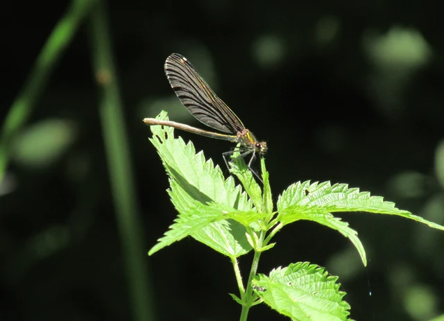 Calopteryx virgo - kisasszony-szitakötő