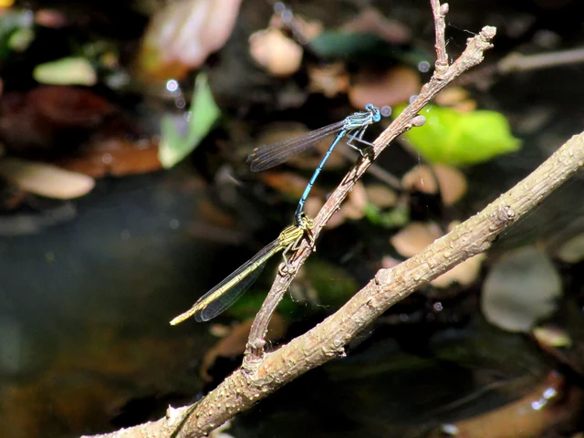 Platycnemis pennipes - széleslábú szitakötő