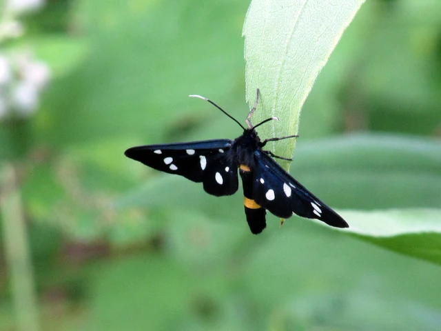 Amata phegea - fehérpettyes álcsüngőlepke