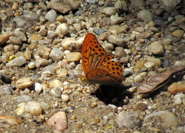 Argynnis paphia - nagy gyöngyházlepke