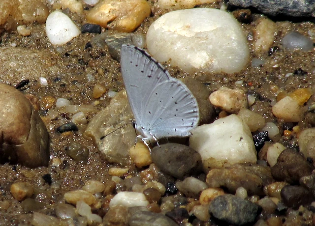 Celastrina argiolus - bengeboglárka
