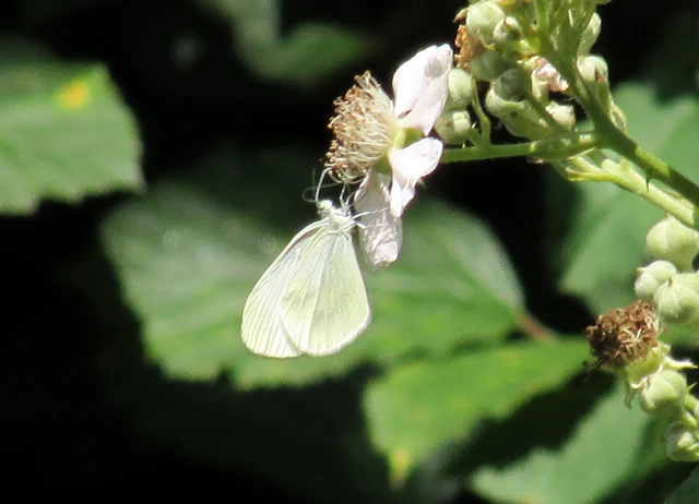 Leptidea sinapis - mustárlepke