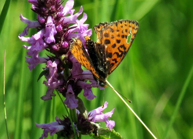 Melitaea didyma - tüzes tarkalepke