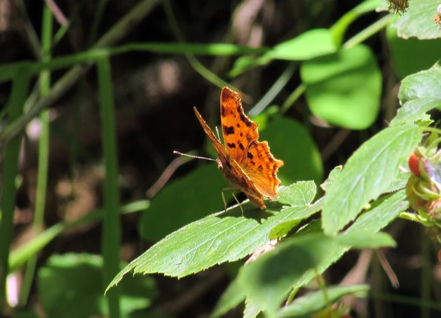 Nymphalis c-album - C-betűs lepke