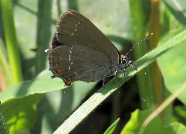 Satyrium ilicis - tölgyfa-csücsköslepke