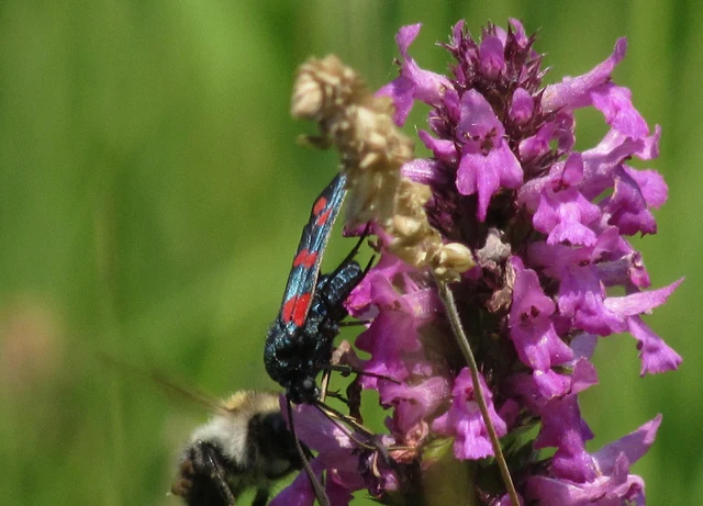 Zygaena filipendulae - acélszínű csüngőlepke