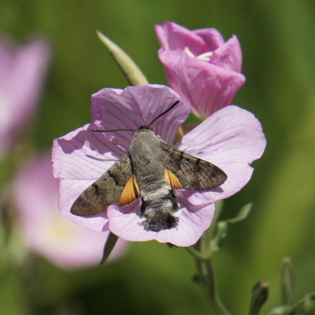 Macroglossum stellatarum - kacsafarkú szender