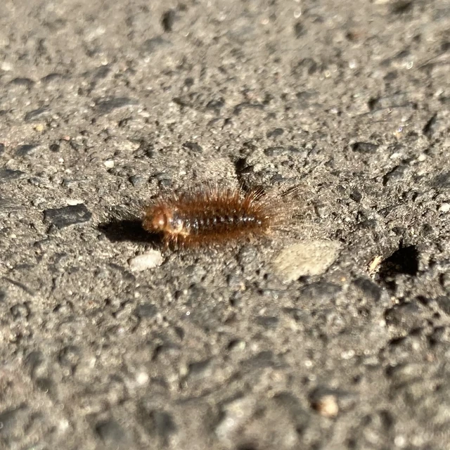 Dermestidae - porvafélék