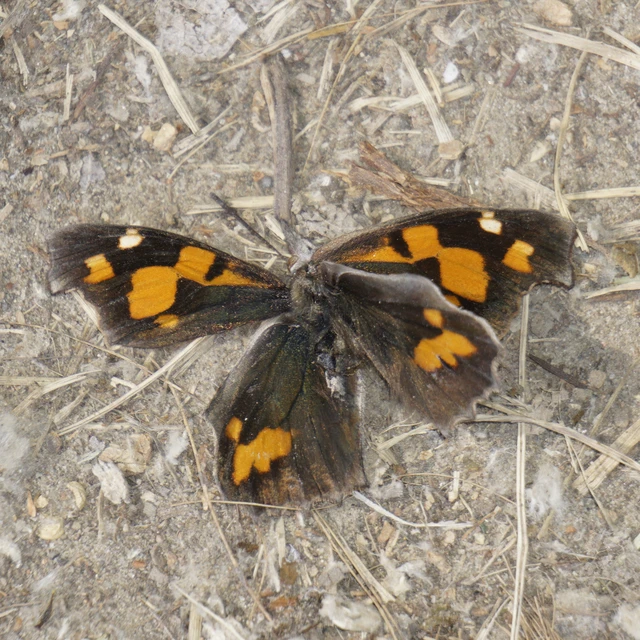 Libythea celtis - csőröslepke