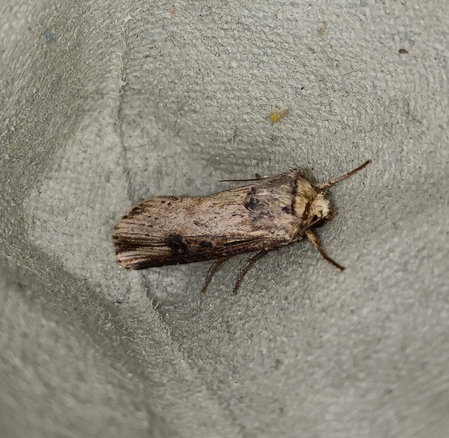 Axylia putris - vonalkás földibagoly