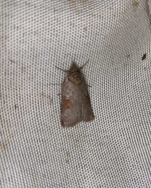 Nycteola asiatica - nyárfa-trapézbagoly