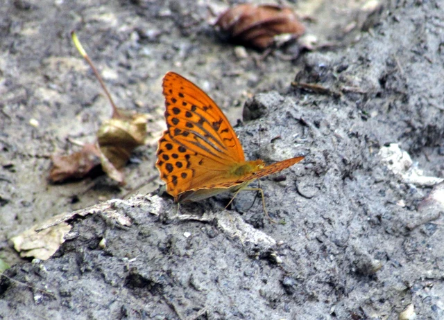Argynnis paphia - nagy gyöngyházlepke