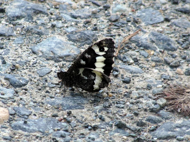 Brintesia circe - fehéröves szemeslepke