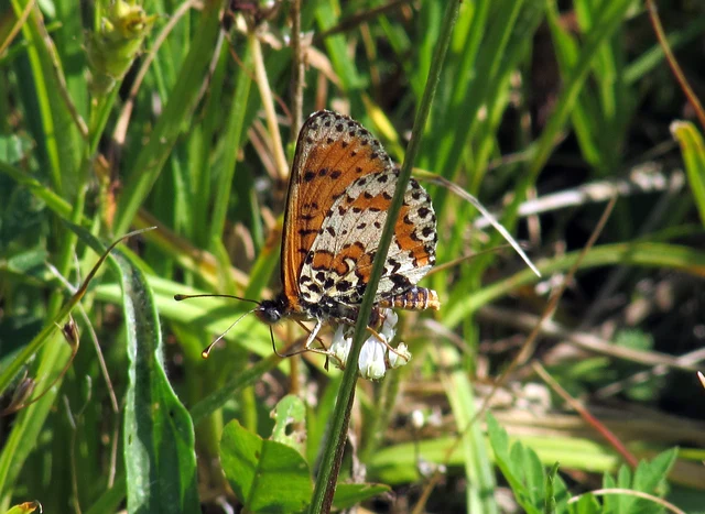 Melitaea didyma - tüzes tarkalepke
