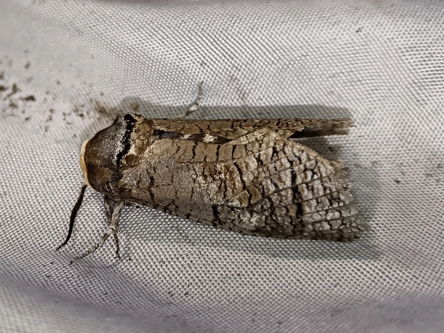 Cossus cossus - fűzfarontólepke