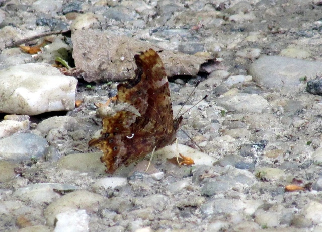 Nymphalis c-album - C-betűs lepke