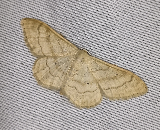Idaea deversaria - egyszínű sávosaraszoló