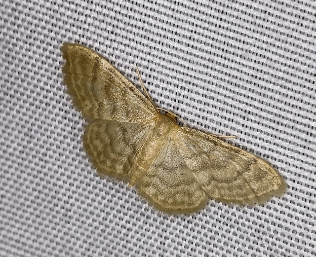 Idaea dilutaria - napvirág-apróaraszoló