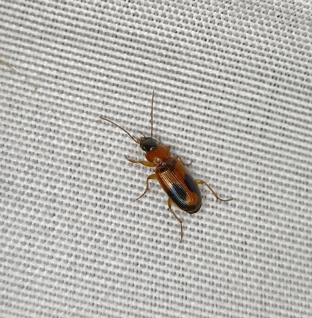 Badister meridionalis - közönséges posványfutonc