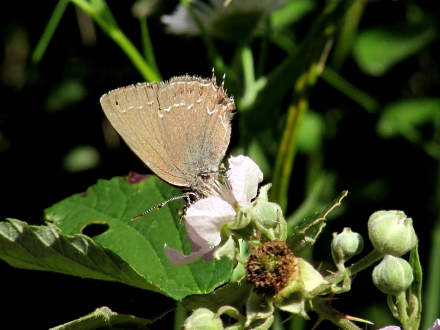 Satyrium ilicis - tölgyfa-csücsköslepke