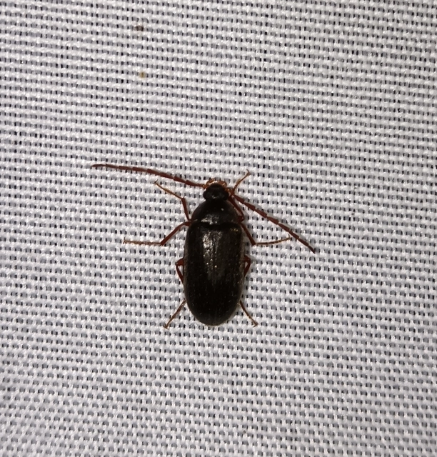 Hymenalia rufipes - rőtlábú alkonybogár