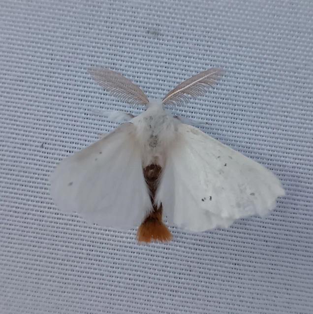 Euproctis chrysorrhoea - aranyfarú szövő