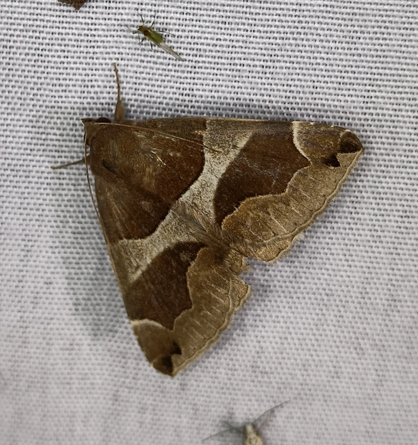 Dysgonia algira - déli porcelánbagoly