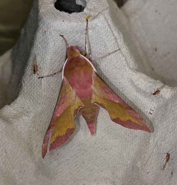 Deilephila porcellus - piros szender