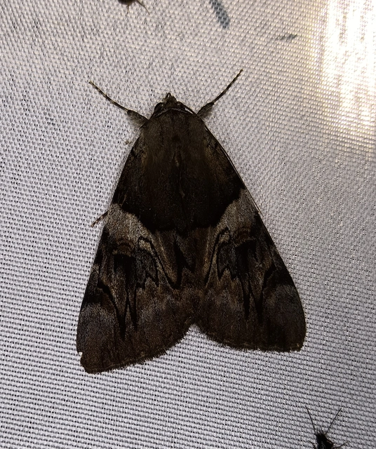 Catocala fulminea - galagonya-övesbagoly