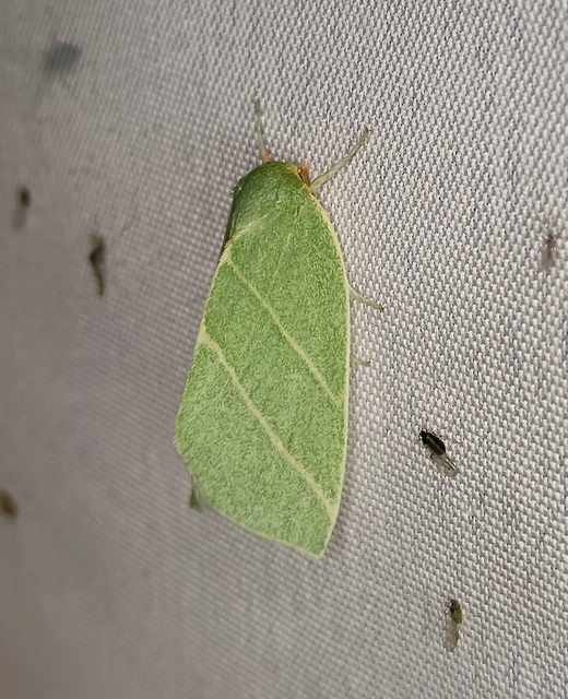 Bena bicolorana - tölgyfa-zöldbagoly