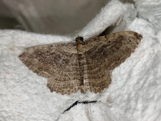 Philereme transversata - varjútövis-araszoló