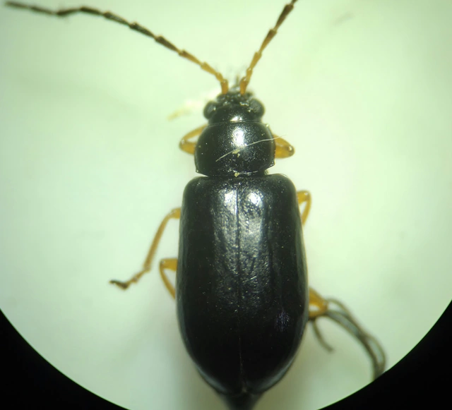 Luperus xanthopoda - sárgalábú szillevelész