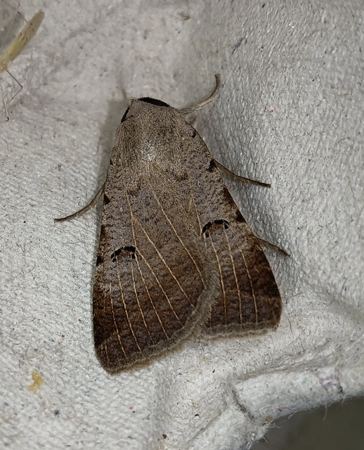 Lygephila craccae - gyakori csüdfűbagoly