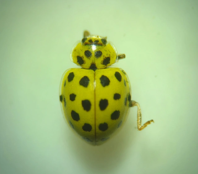 Psyllobora vigintiduopunctata - huszonkétpettyes katica