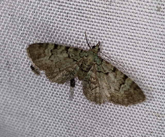 Pasiphila rectangulata - almavirág-araszoló