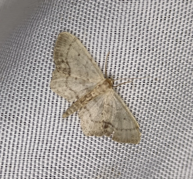 Idaea dimidiata - gyakori apróaraszoló