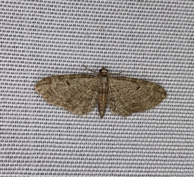 Eupithecia tenuiata - sötétszegélyű törpearaszoló