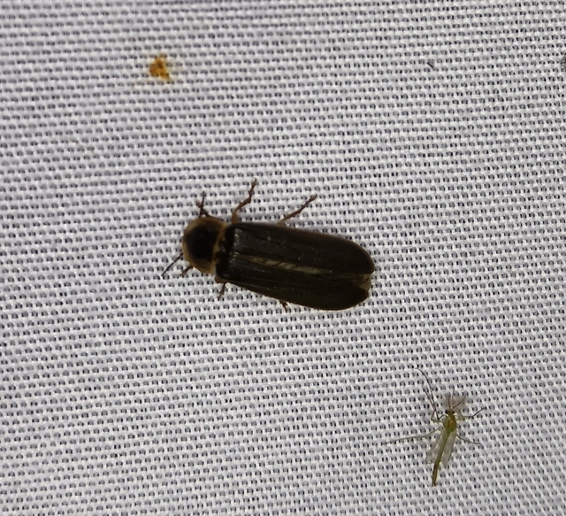 Lampyris noctiluca - nagy szentjánosbogár