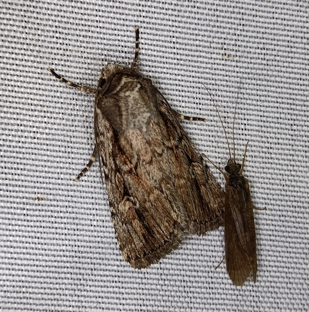 Dichagyris signifera - pompás földibagoly