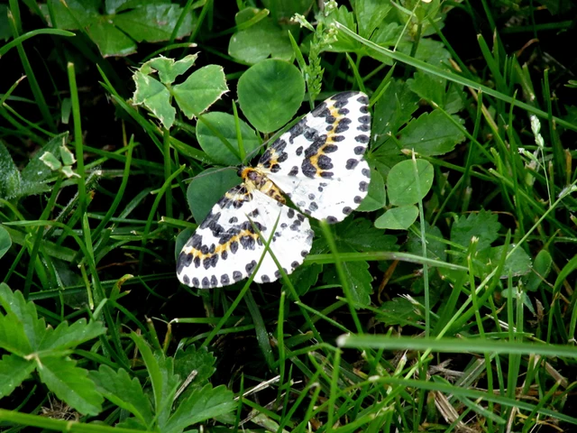 Abraxas grossulariata - köszméte-araszoló