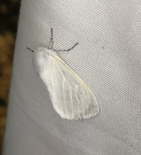 Leucoma salicis - fűzfaszövő