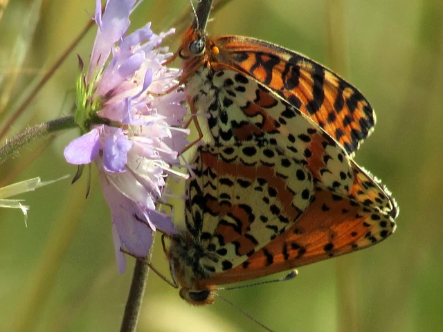 Melitaea didyma - tüzes tarkalepke