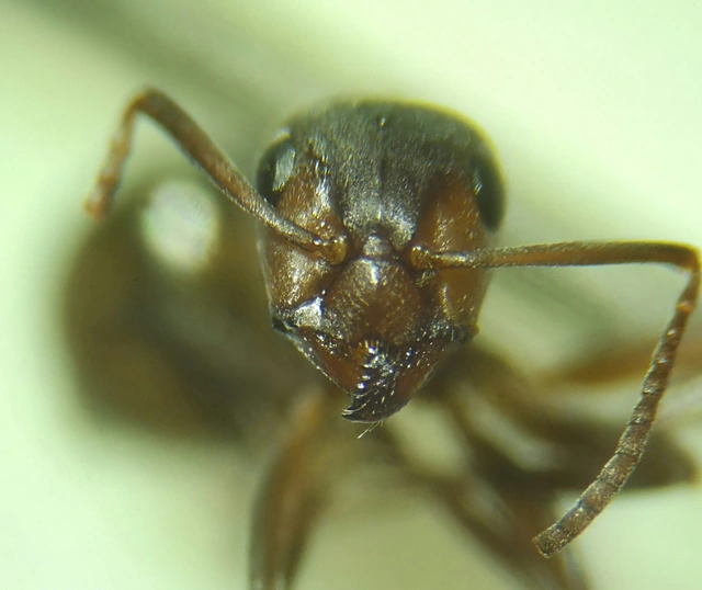 Formica sanguinea - vérvörös rablóhangya