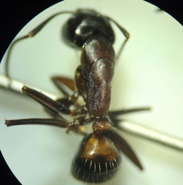 Camponotus ligniperda - faodvasító lóhangya