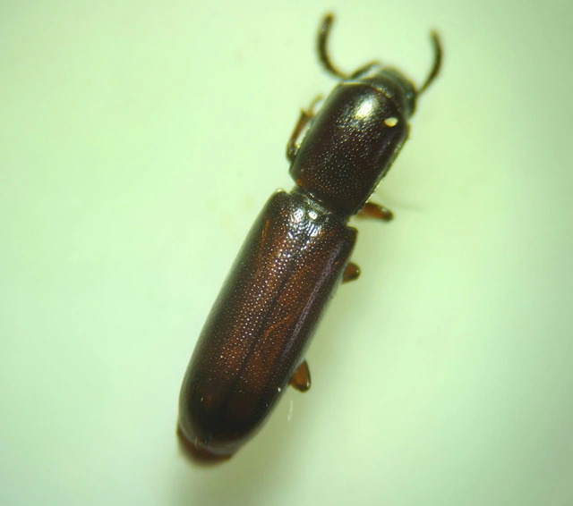Corticeus unicolor - egyszínű kéregbújó