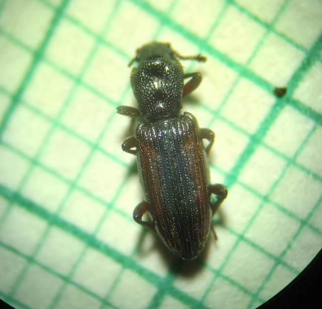 Bothrideres bipunctatus - szívnyakú humuszbogár