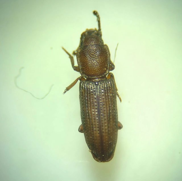 Pycnomerus terebrans - bordás héjbogár