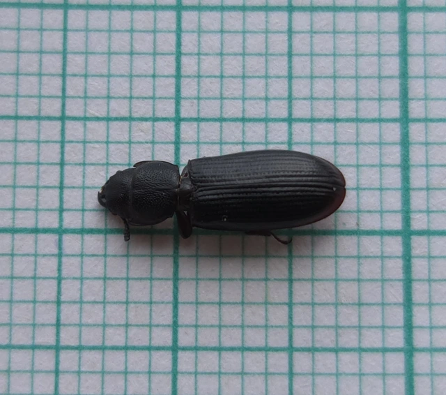 Tenebroides