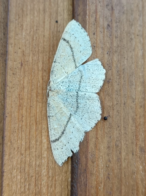 Cyclophora linearia - vonalas pettyesaraszoló