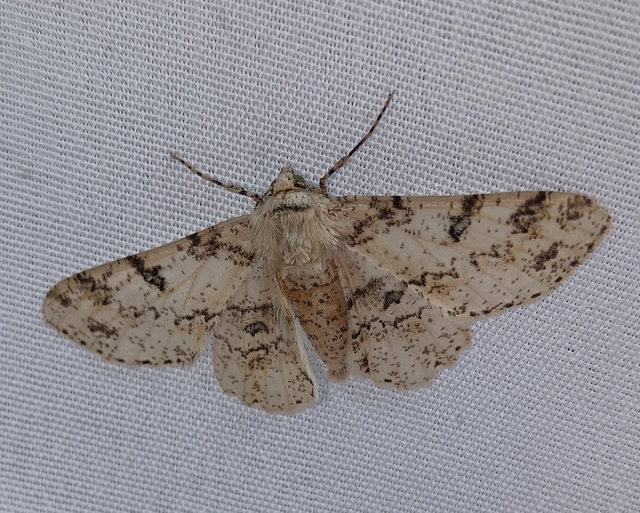 Ascotis selenaria - holdas faaraszoló